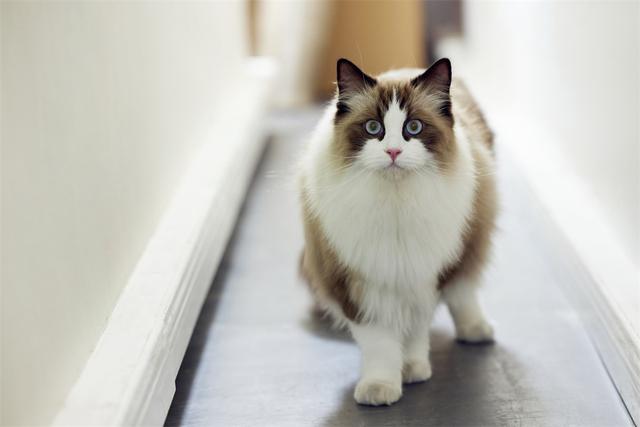 被欺负了怎么办，被人欺负怎么办（职场中，被领导欺负该怎么办）