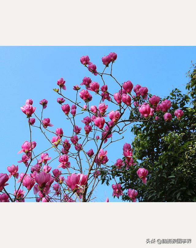 浪漫之花朵，一朵鲜花的浪漫（实拍26张玉兰花的照片图片）