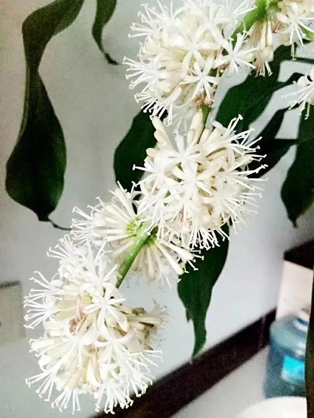 巴西木（巴西木开花，巴西木开花全过程记录（巴西木开花图片欣赏）