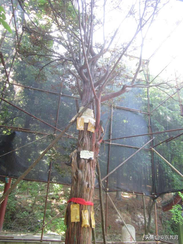 东北红豆杉的栽培及其价值，东北红豆杉的生长环境（“重症监护”中的古树）