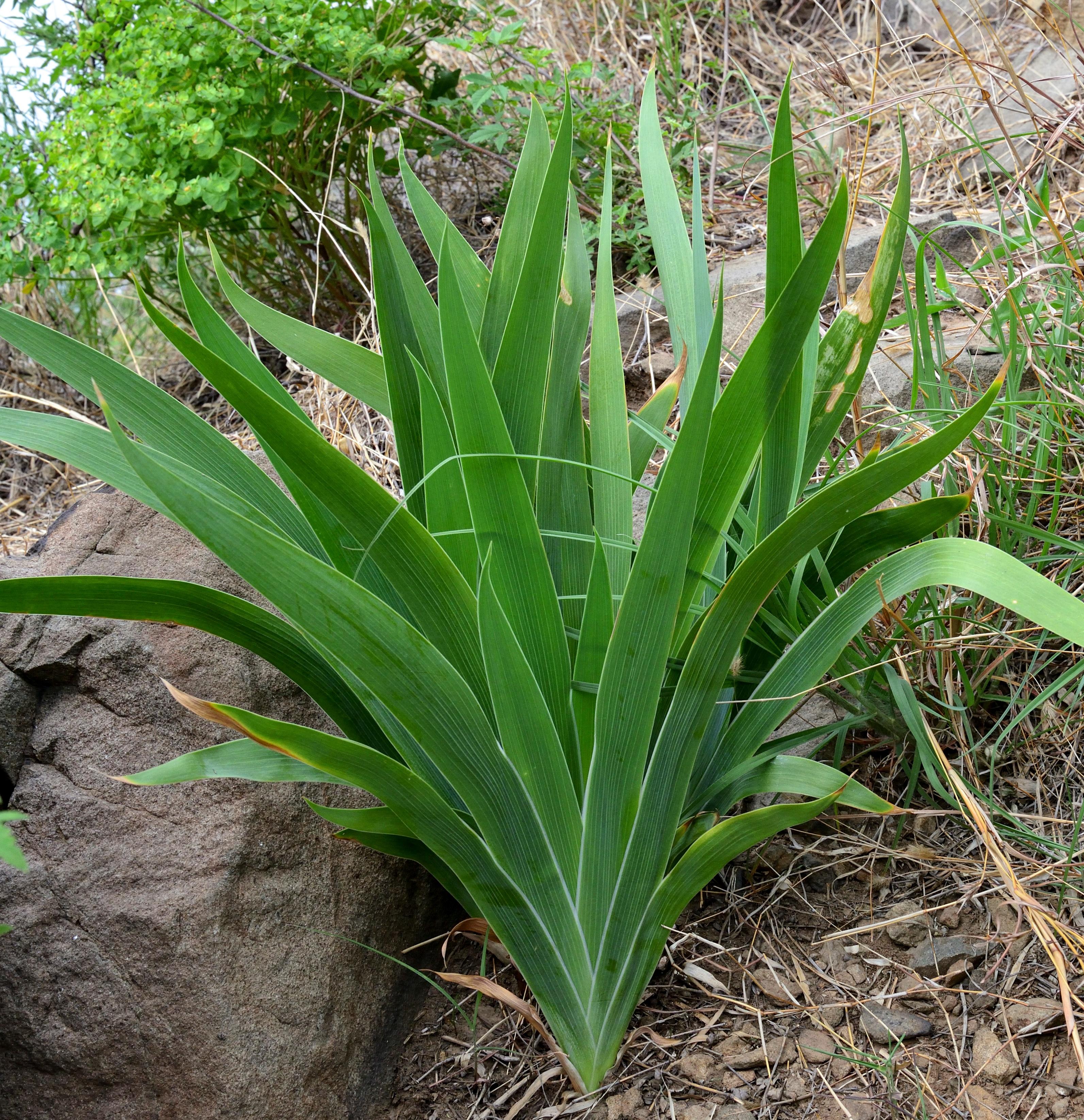 鸢尾类植物(鸢尾是什么花卉)-柯彬网