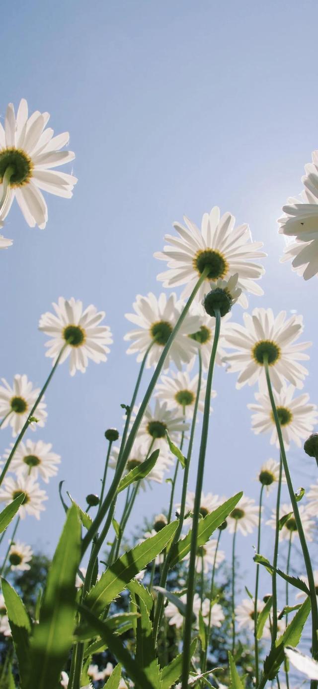 1,小雏菊壁纸‖ 生活如果不宠你,更要善待自己