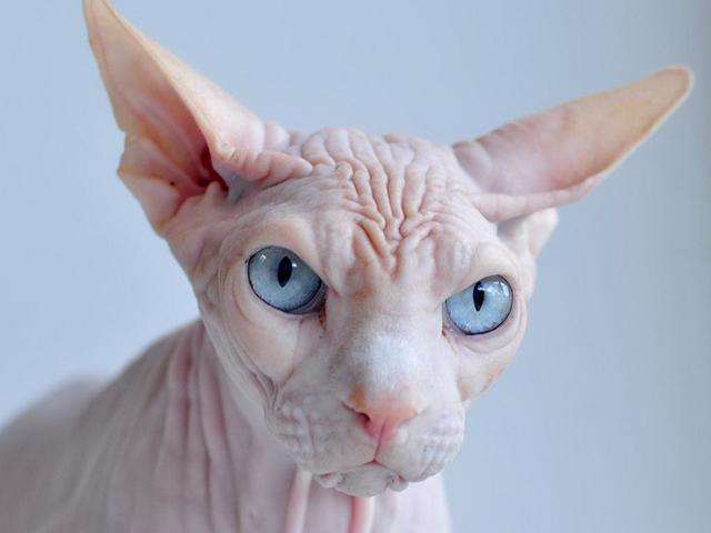 世界上最丑的猫，世界上体重最小的猫品种（每只价格高达3,000美元）