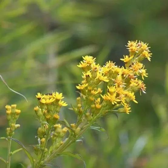 鲜花的花语和花的数目的寓意，鲜花数量的寓意（100种迷人的“数字花”）