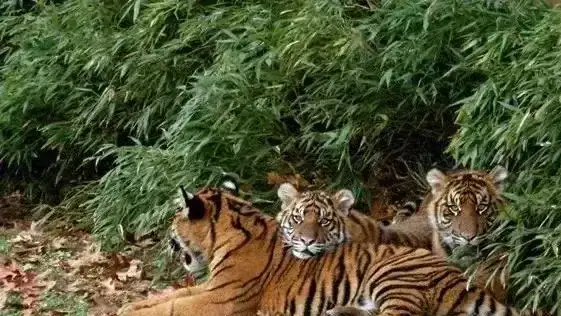 给你一百万元、一只藏獒和一把宝刀，你愿意和一只品种最小的苏门答腊虎搏斗吗？为什么？