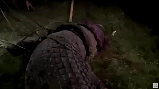 鳄鱼是保护动物吗，鳄鱼是不是国家保护动物（印尼野生巨鳄被轮胎套脖6年）