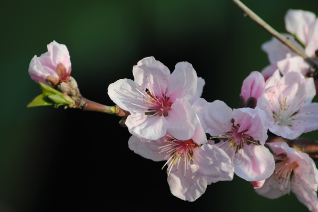 桃花开花时间,桂花开花时间(想3秒内分辨桃花,樱花,杏花,梅花,梨花