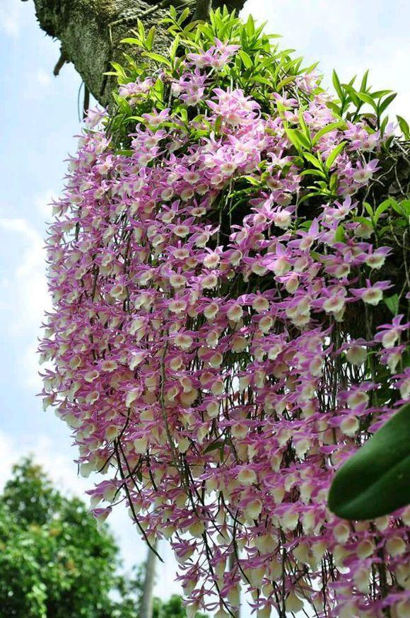 芦荟饮料都有哪几种，芦荟饮料都有哪几种牌子（“大病小病”都走光）