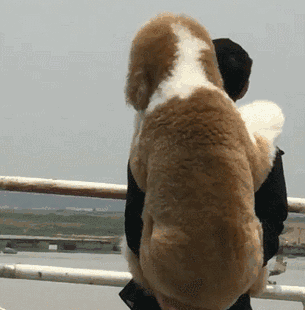 巨贵犬多少钱一只，黑色巨贵犬多少钱一只（“泰迪”和“巨贵”）