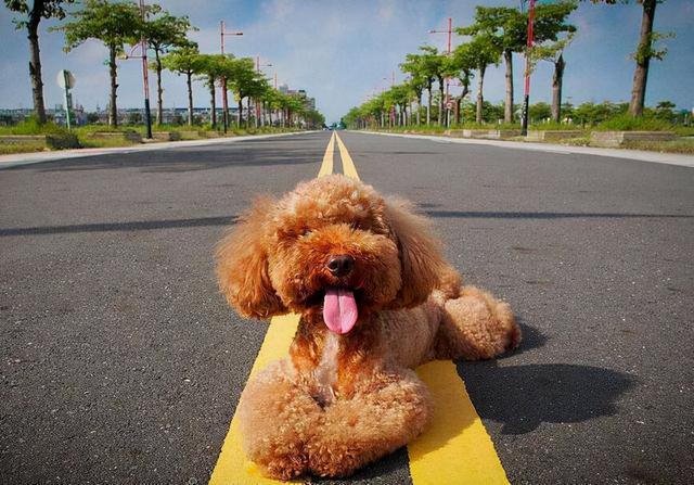 贵宾犬训练方法,贵宾犬幼犬饲养常识(别说你养了那么久还不会训)