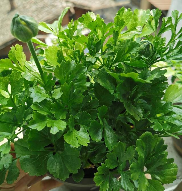花毛茛，花儿像牡丹、一朵朵盛开、美丽娇艳（花毛茛好养活吗）