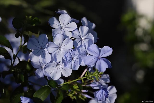 蓝雪花的养殖方法和注意事项，蓝雪花的修剪方法和注意事项（蓝雪花怎么扦插几月份扦插）
