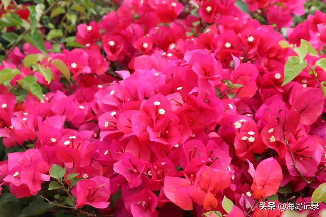 光叶子花的寓意，花语是热情、坚韧不拔、顽强奋进