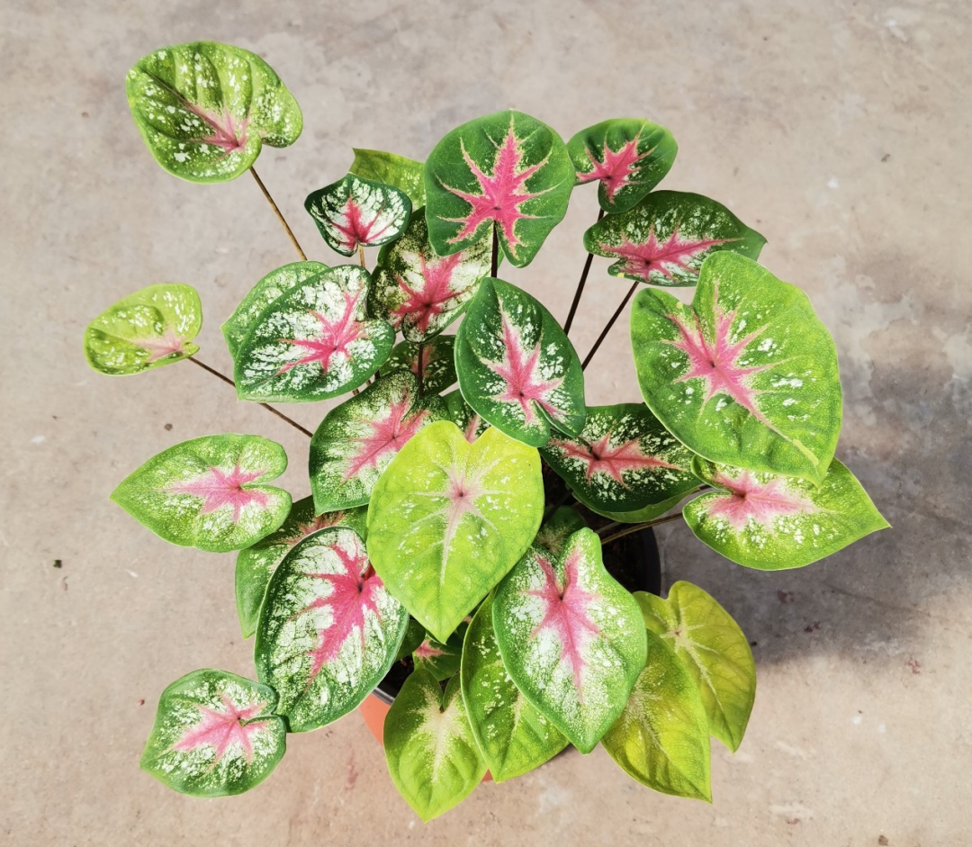 彩叶芋种植(6成滞销,彩叶芋市场大起大落,网红植物今年有多难?