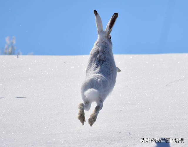 兔子冬眠吗，野生兔子冬眠吗（这只兔子49天跑路388公里）