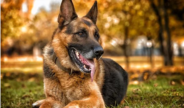 最凶猛的犬排名，最凶的狗十大排行榜（长得“显凶”的几种狗）