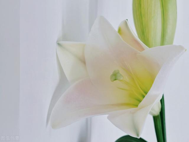 代表友谊的花朵是什么花，代表友谊的花朵是什么花束（七夕情人节你还送烂大街的红玫瑰吗）