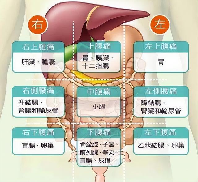 肚子痛，到底是哪里痛？一张“腹部地图”，让你看得明明白白