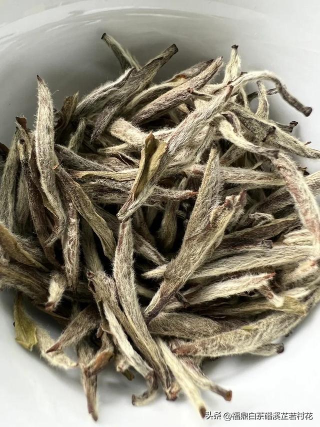 福鼎白茶产区磻溪，带你了解白茶优质产区，磻溪镇