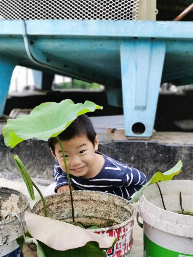 莲蓬子怎么种，阳台种荷花，种莲蓬