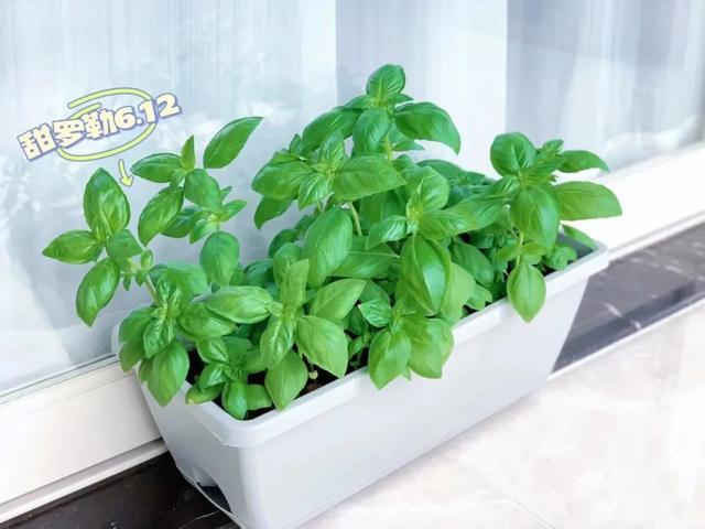 春天开的常见的花，春天开的常见的花图片（超齐全的播种时间表）