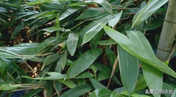 粽子是蒸还是煮，超市买的冷冻粽子是蒸还是煮（粽子用水煮还是隔水蒸）