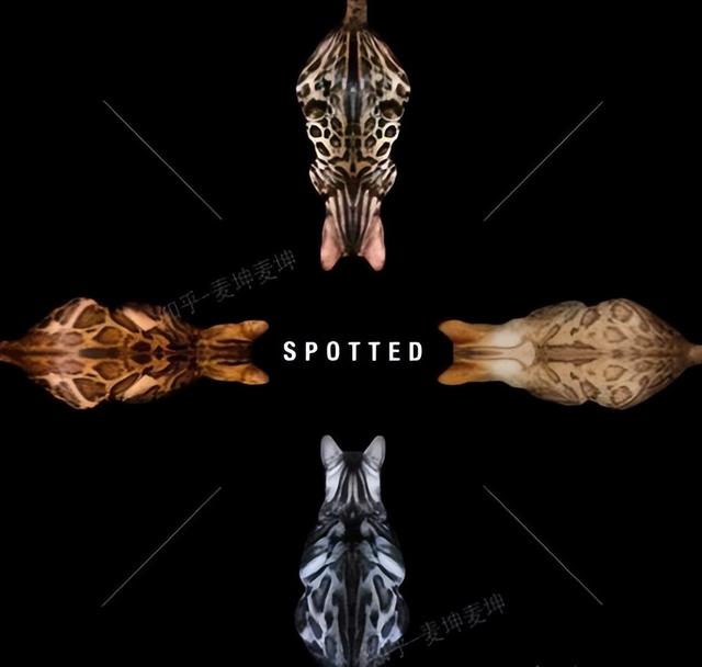 豹猫图片，最霸气的猫——孟加拉豹猫（豹纹猫图片）