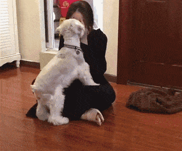 哪种博美犬最好养，很适合懒人养哦