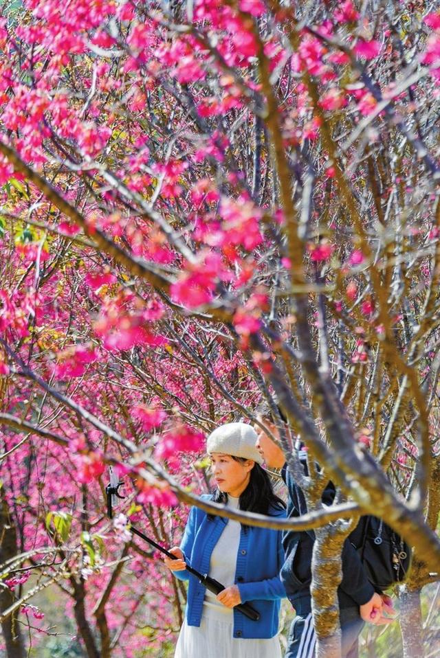 深圳仙湖植物园，如何去深圳仙湖植物园不用买门票（到仙湖植物园赴一场与春天的约会）