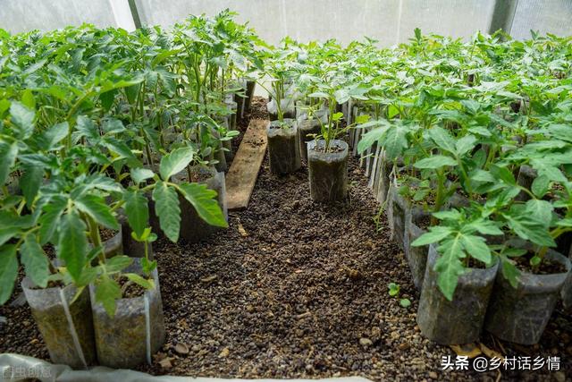 豆角浇水的正确方法，豆角怎么浇水才合适（浇水有四浇、四不浇）