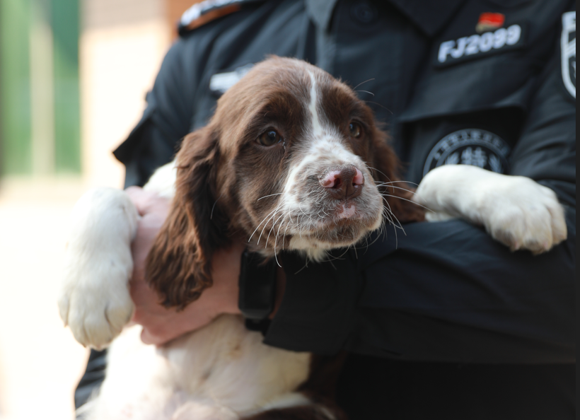 温州马犬多少钱一只 温州58同城马犬买卖今天