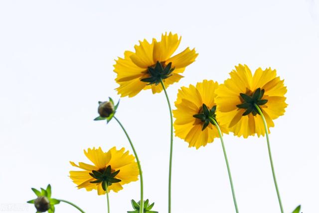 怎么样才能开心，人要怎么活才会开心（告诉5个马上让你快乐起来的方法）