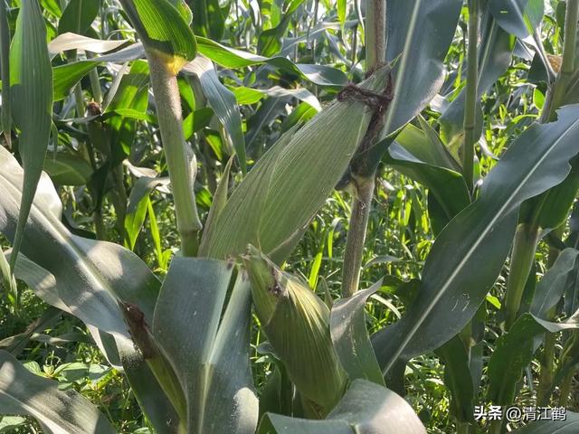 怎么判断玉米熟没熟，怎样判断玉米熟没熟（在“假熟”期收获玉米会“得不偿失”）