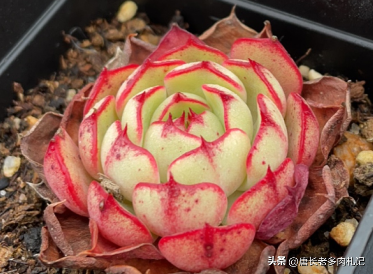 多肉爱火的特点