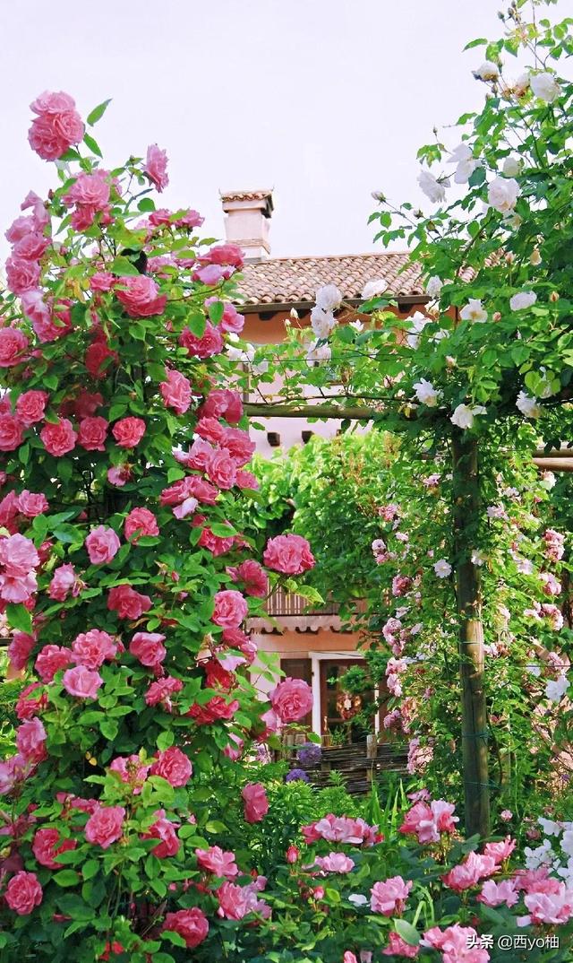 黑色蔷薇花的花语，黑蔷薇的花语和象征（今日分享——蔷薇）