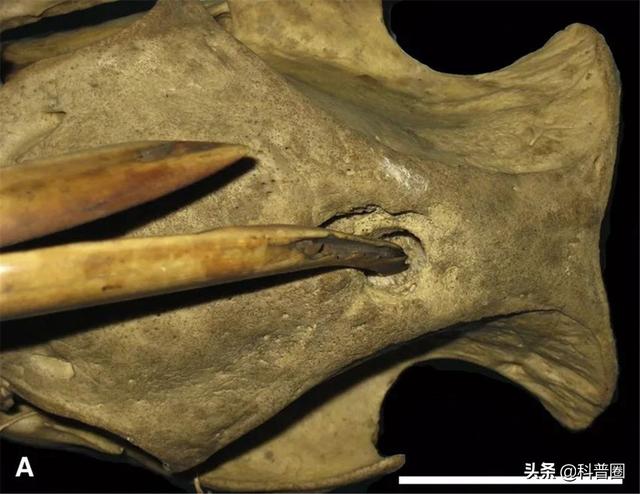公牛真鲨百科介绍，死法最憋屈的动物