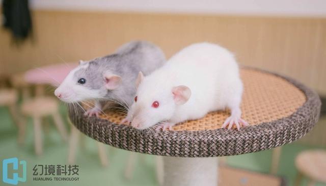 什么是虚拟实践，什么是虚拟实践平台（基础护理虚拟仿真实训系统）