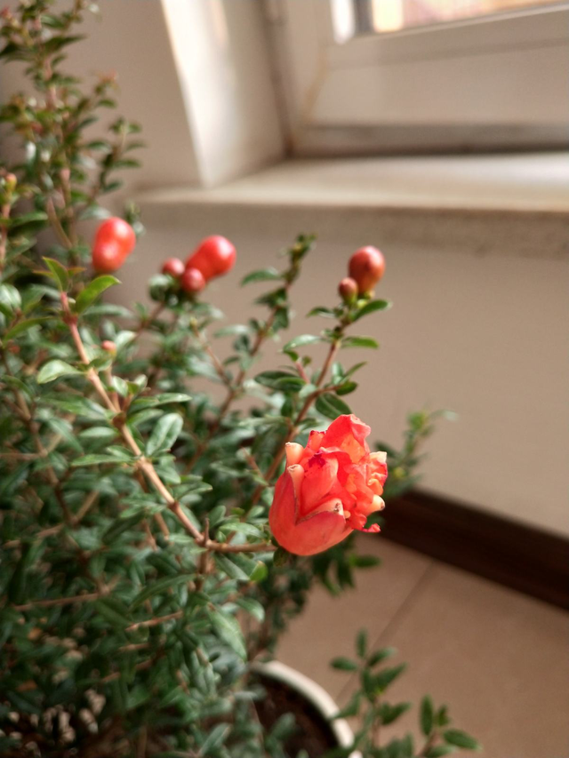 家里种什么果树招财又旺宅，家里种什么果树招财进宝（果树招财又吉祥）