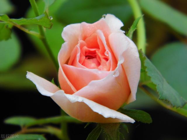 一年四季都开花的月季品种，复花能力超好的6种藤本月季