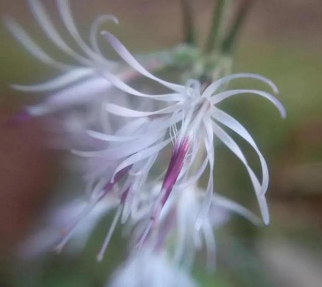 鲜花的花语和花的数目的寓意，鲜花数量的寓意（100种迷人的“数字花”）
