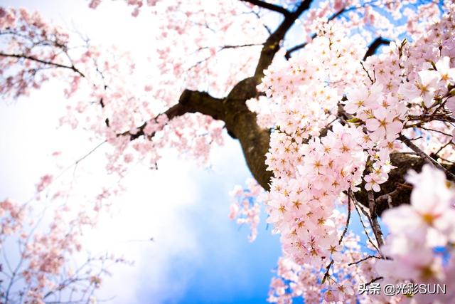 樱花象征着什么，樱花代表的寓意是什么意思（樱花的花语）