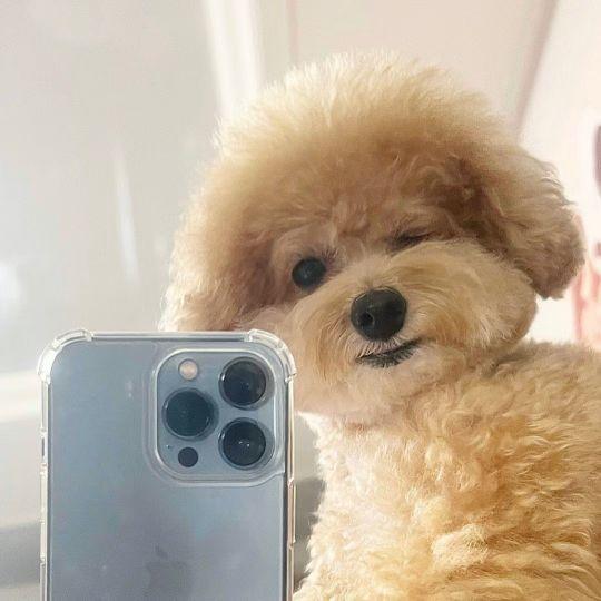 微信头像动物可爱超萌，超奶萌可爱动物类头像（可爱小动物头像）