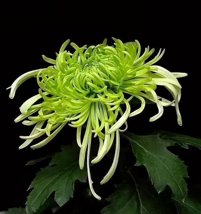 梅花象征什么，梅花象征什么青松象征什么雪花象征什么（中国十大名花排行榜）