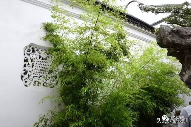 狮子林简介，狮子林简介和历史（苏州园林-狮子林）