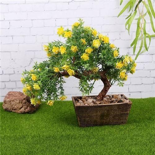 孔雀花语能让你开心！，孔雀草花花语（这种花卉叫孔雀草）