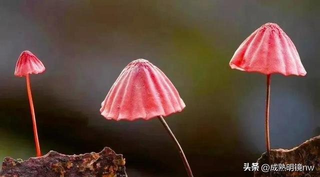 世界上最漂亮的蘑菇，世界上最漂亮的蘑菇是什么（精华总伴日风来。美丽的蘑菇）