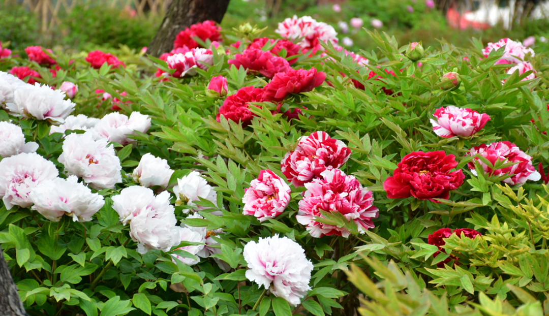 菏泽牡丹王惊艳全国,看过才知道什么是国色天香!