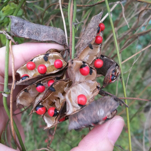 铃兰花有毒吗，铃兰花有毒吗 铃兰花适合放在室内养吗风铃花种植（8种“大毒花”）