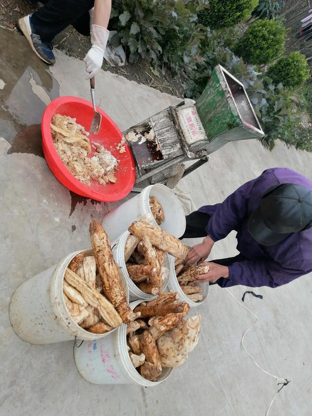 野葛根怎么吃，野葛根怎么吃丰胸最有效果（野生葛根加木瓜做早餐）