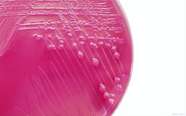 培养液是什么，MEM培养液是什么（<摘抄微生物培养基使用手册>）